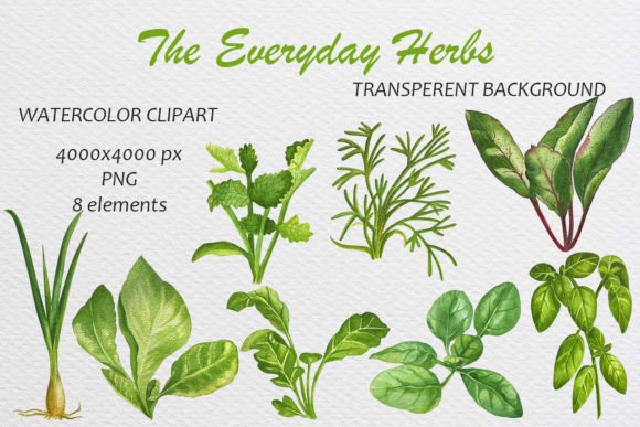Watercolor Basil Dill Cilantro Arugula: Elevating Design with Hand-Painted Herb Clipart